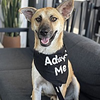 adopt a pet