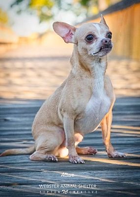 webster animal shelter