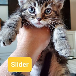 Photo of Slider
