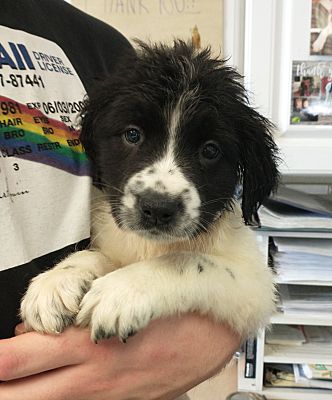 Middletown, Ny - Great Pyrenees Springer Spaniel. Meet Zen A Pet For 