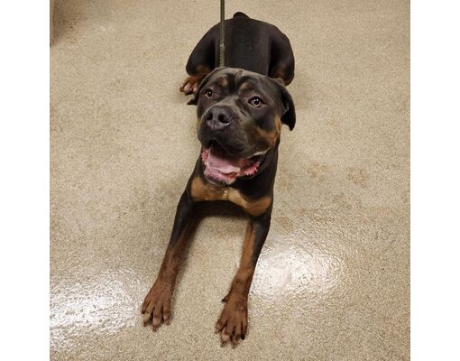 Trinity clearance cane corso