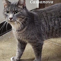 Photo of Cassanova