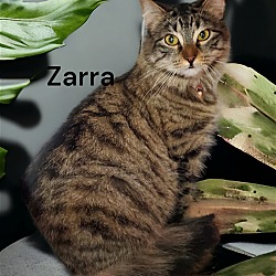 Photo of Zarra