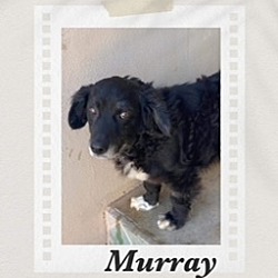 Photo of Murray