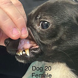 Thumbnail photo of Dog 20 #2