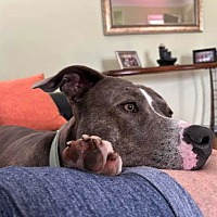 adopt a pet