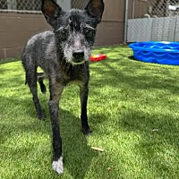 adopt-pet