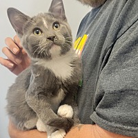 adopt a pet