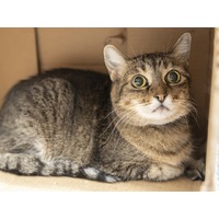adopt-pet