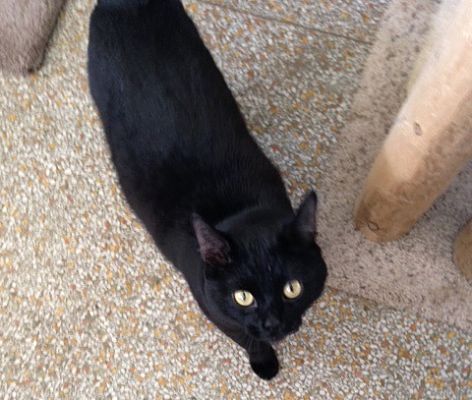 Chicago Il Domestic Shorthair Meet Dobby A Pet For Adoption