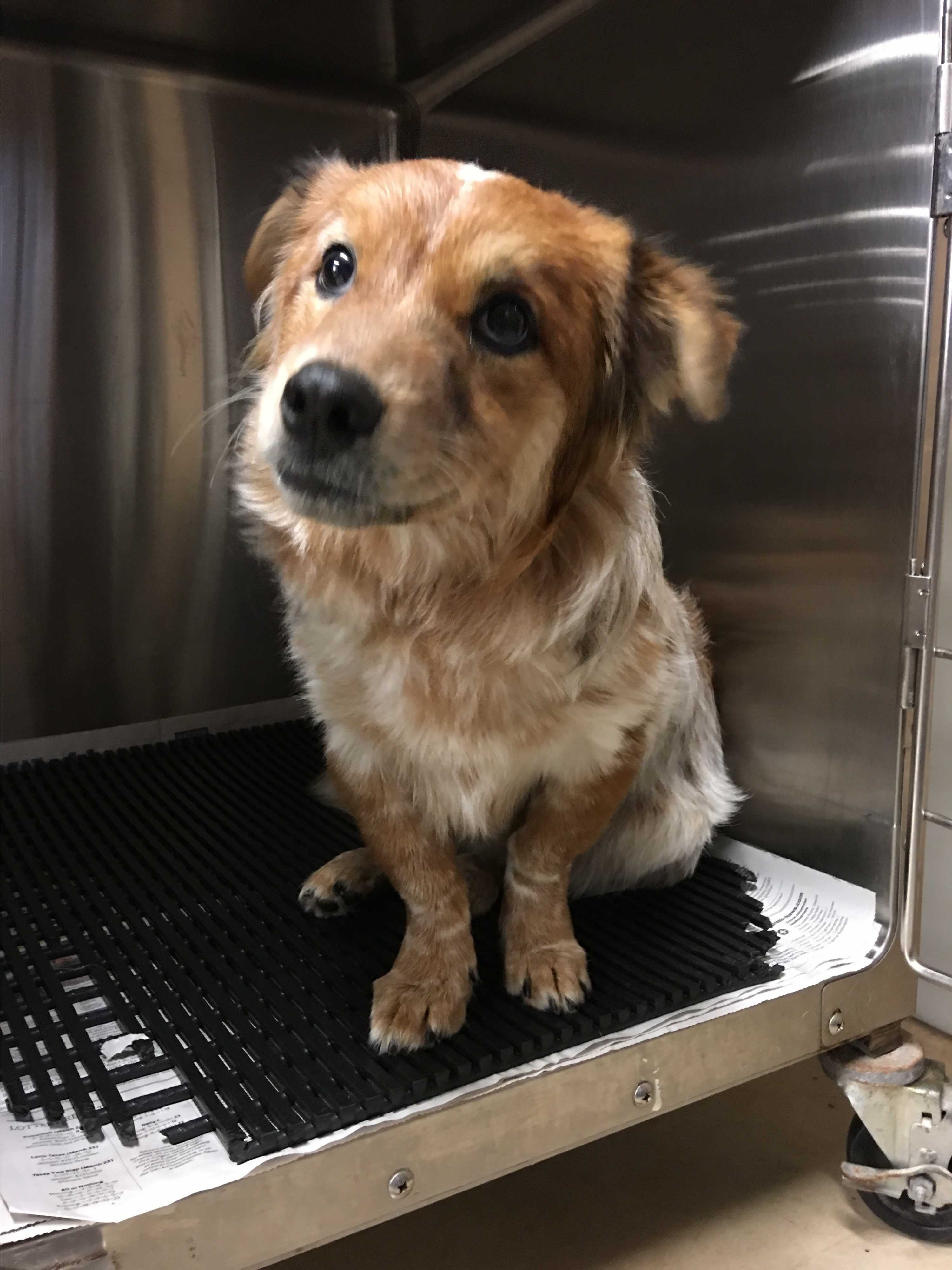 Corgi Puppies For Adoption San Antonio Texas - Puppy And Pets