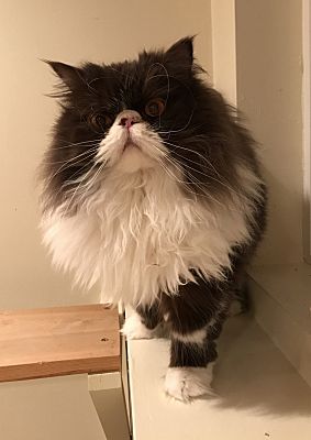Kenosha Wi Persian Meet Grover A Pet For Adoption