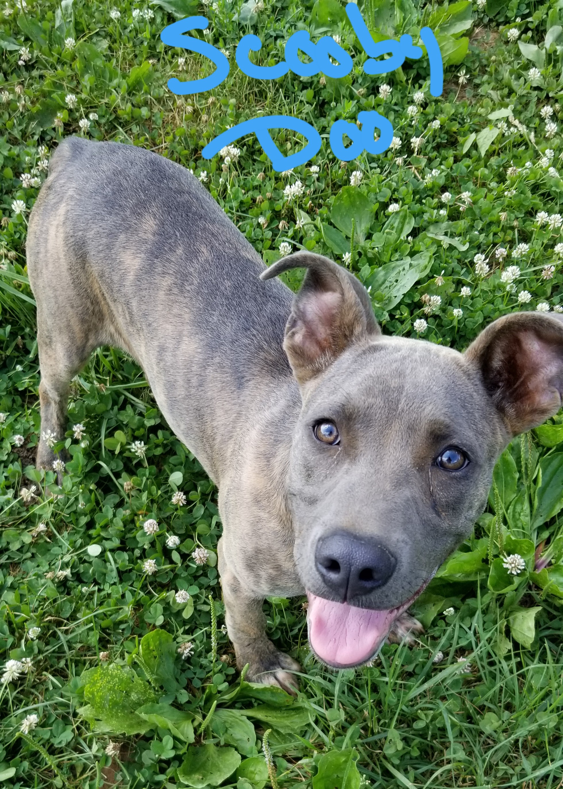 merle pitbull puppies for sale 2018