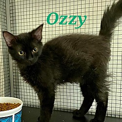 Photo of Ozzy