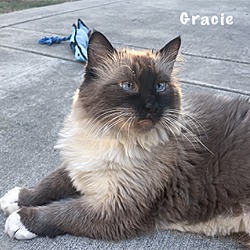 Thumbnail photo of Gracie #2