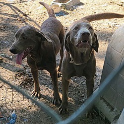 bonded pet photo