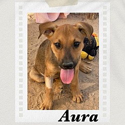 Thumbnail photo of Aura #2