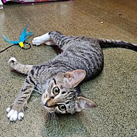 adopt a pet