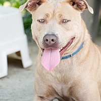 adopt a pet