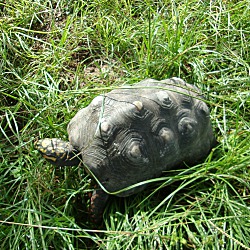 Thumbnail photo of Red-foot Tortoise #1