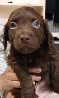 Libby, MT - Chiweenie/Cocker Spaniel. Meet CB-Chiweenie Boy a Pet for ...