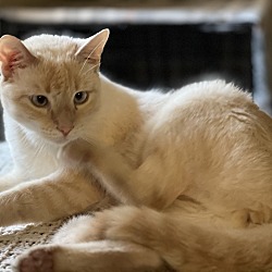 Photo of Blanco