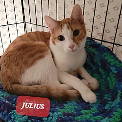 Thumbnail photo of Julius #1