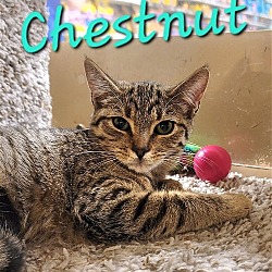 Thumbnail photo of Chestnut #3