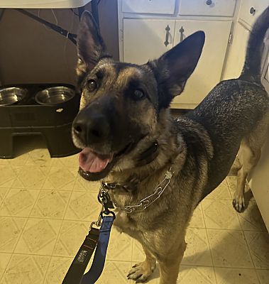 New Ringgold, PA - German Shepherd Dog. Meet Ms. Peri a Pet for ...