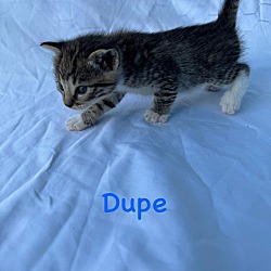 Photo of Dupe
