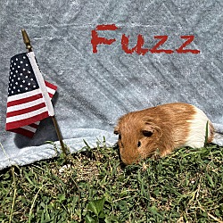 Photo of Fuzz