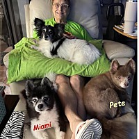adopt a pet