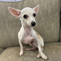 adopt a pet