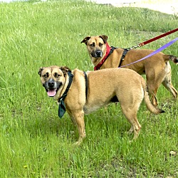 Thumbnail photo of Hope and Courage family dogs #1
