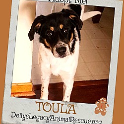Thumbnail photo of TOULA #1