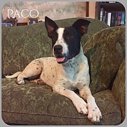 Thumbnail photo of Paco #1