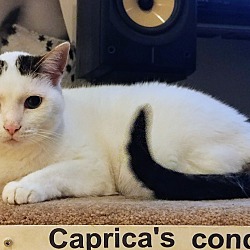 Thumbnail photo of Caprica #2