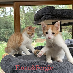 Thumbnail photo of Fergie & Fiona-Bonded Pair #3
