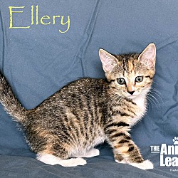 Photo of Ellery