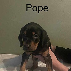 Thumbnail photo of Pope #2