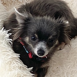 Photo of Pixie - adoption pending