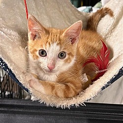 Photo of Charlie (kitten full of personality)