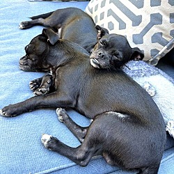 Thumbnail photo of Barney and Griffen, Pug-Chihuahua puppies #3