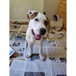 Thumbnail photo of Eli (IN FOSTER W/ PET SUITES) #1