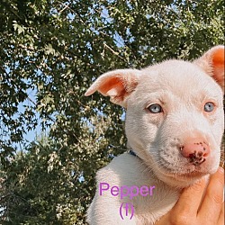 Thumbnail photo of Pepper #4