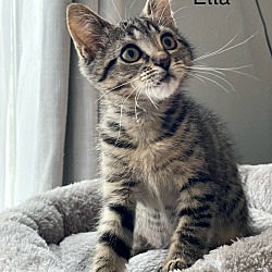 Thumbnail photo of Etta #4