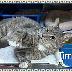 Thumbnail photo of TIMON #1