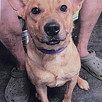 adopt a pet