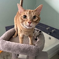 adopt a pet