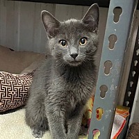 adopt a pet